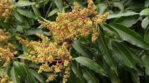 आम के बागों में कीटों का बढ़ता खतरा,अभी करें ये उपाय 