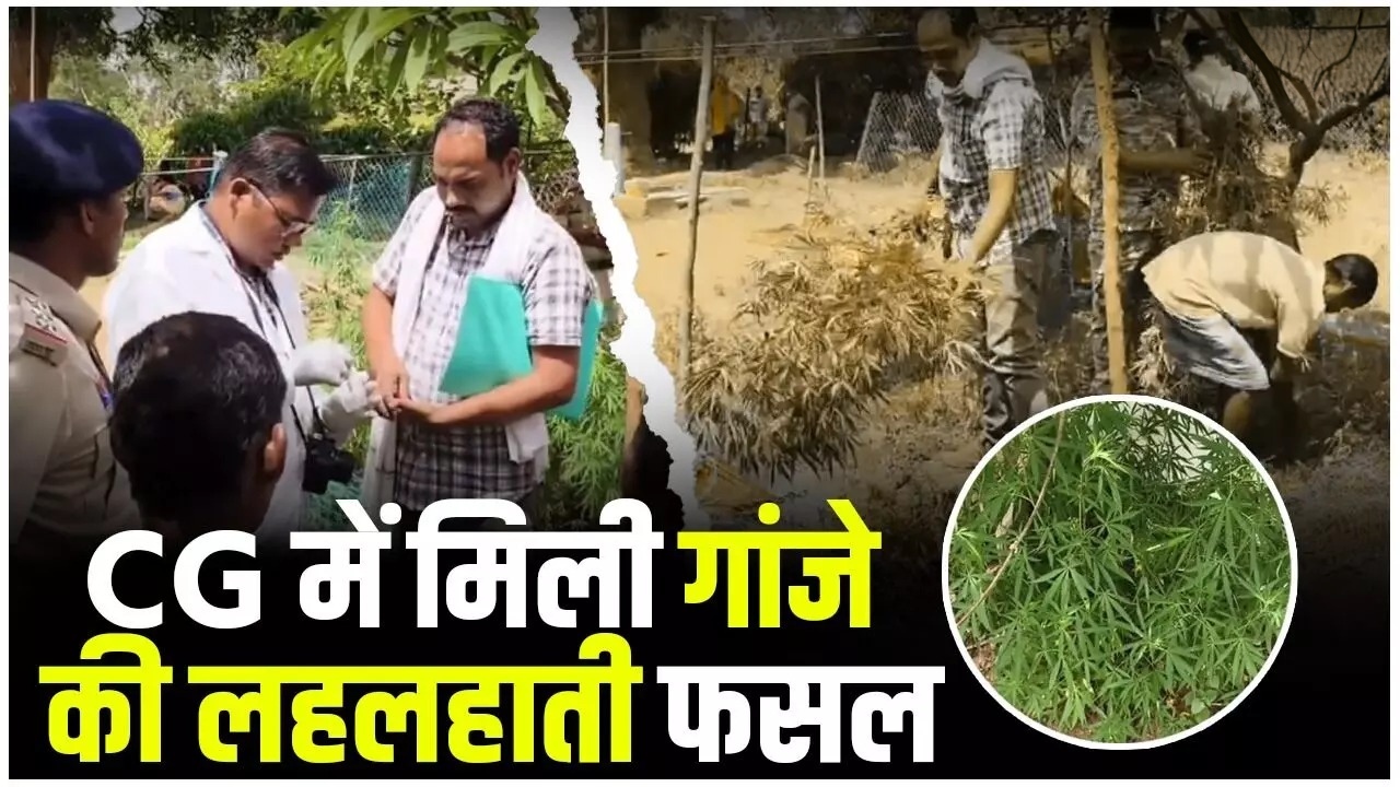  CG के इस जिले में गांजे की खेती का बड़ा खुलासा, पुलिस ने खेतों में लहलहाती फसल की जब्त