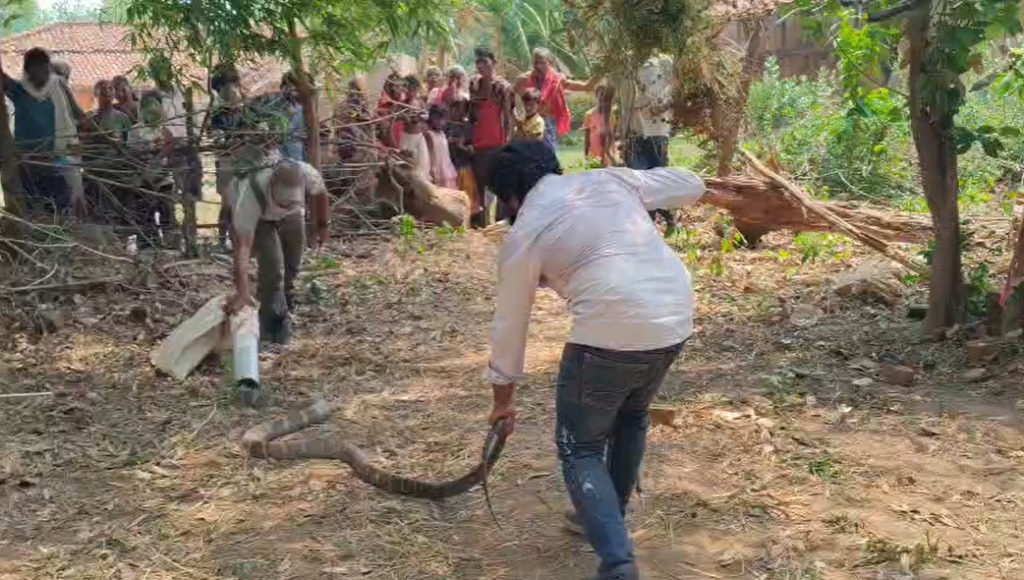 कोरबा: घर में घुसा 11 फीट लंबा किंग कोबरा, मची अफरा-तफरी; वन विभाग ने किया सफल रेस्क्यू