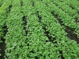 Fenugreek Farming Tips :सितंबर में लगा दें ये फसल... 2 महीने में 7 बार होगी पैसों की बरसात