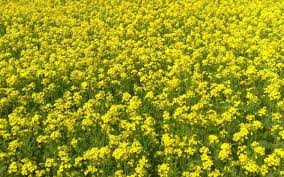 सरसों पर कीटों का प्रहार, जानें कैसे करें उपचार 