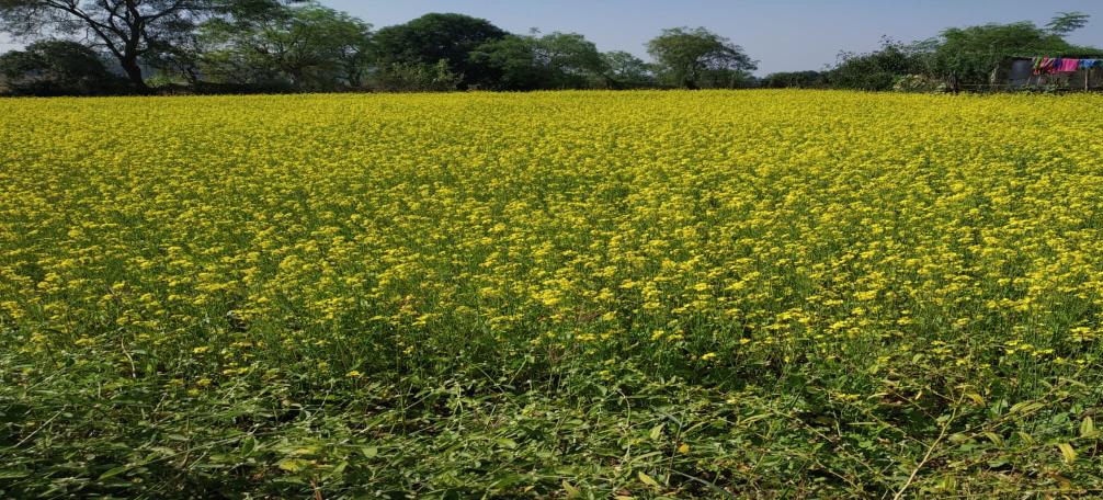 सरसों की खेती से आत्मनिर्भर बनीं बजरहीन बाई गोंड़