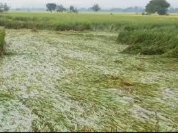 चक्रवाती तूफान मोंथा से बस्तर में तबाही, बे-मौसम बारिश ने किसानों की मेहनत पर फेरा पानी