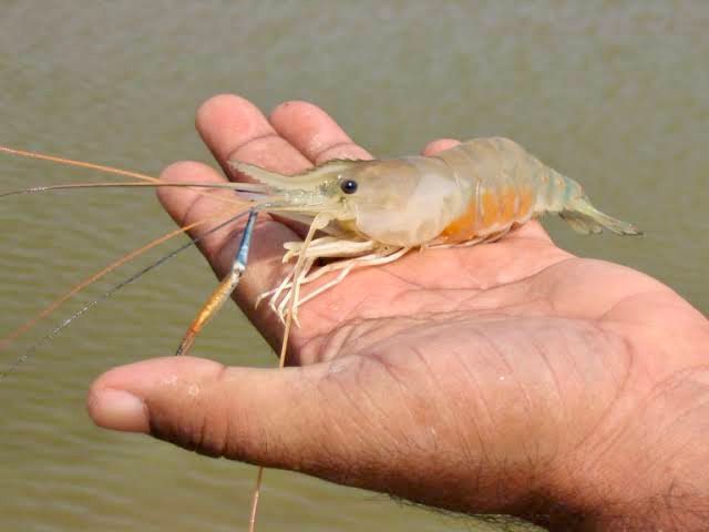 झींगा पालन की ओर अग्रसर छत्तीसगढ़ का सुकमा जिला