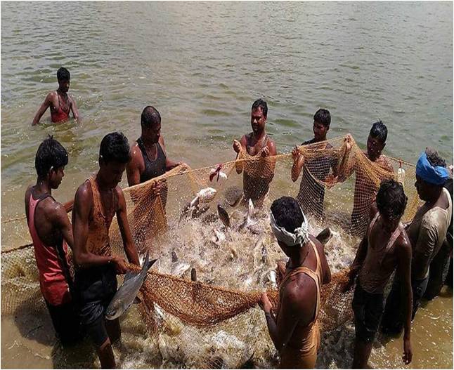 प्रधानमंत्री मत्स्य सम्पदा योजना से जिले में आई मत्स्य क्रांति