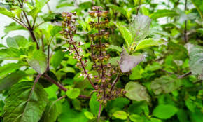 तुलसी का जादू: रोजाना सेवन से इम्यूनिटी होगी मजबूत, शरीर रहेगा फिट