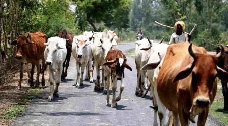 भीषण गर्मी का असर: पशुओं को लू से बचाने के लिए जारी हुई एडवाइजरी