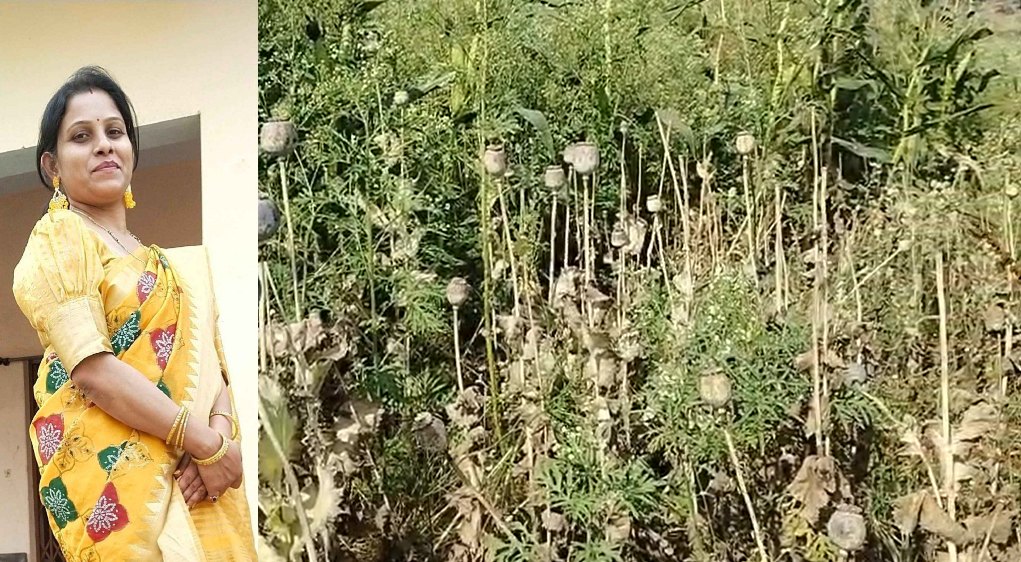 अफीम खेती मामला: कृषि विस्तार अधिकारी का निलंबन बहाल, अब तक 7 गिरफ्तार