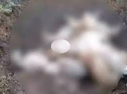 तेज रफ्तार अज्ञात वाहन ने नेशनल हाईवे पर बैठे मवेशियों को कुचला,18 गायों की मौत

