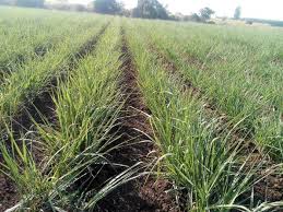 लागत कम, मुनाफा डबल! गन्ने की 2 लाइनों के बीच लगा दें मिर्च, लहसुन या आलू...