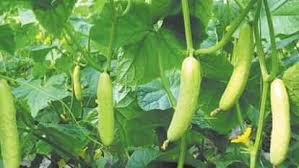 खीरे की इस किस्म की करें खेती,होगी बंपर पैदावार,मिलेगा तगड़ा मुनाफा 