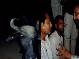 गौ तस्करी पर पुलिस की कार्रवाई, तीन आरोपी गिरफ्तार
