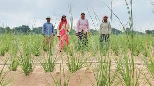 धमतरी ने बढ़ाया प्रदेश का मान,औषधीय सुगंधीय पौधों की खेती में उत्कृष्ट कार्य