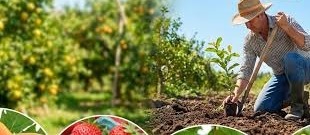 January Farming Tips:जनवरी के मध्य में लगाएं ये फलदार पौधे,कुछ महीनों में शुरु हो जाएगा कमाई  