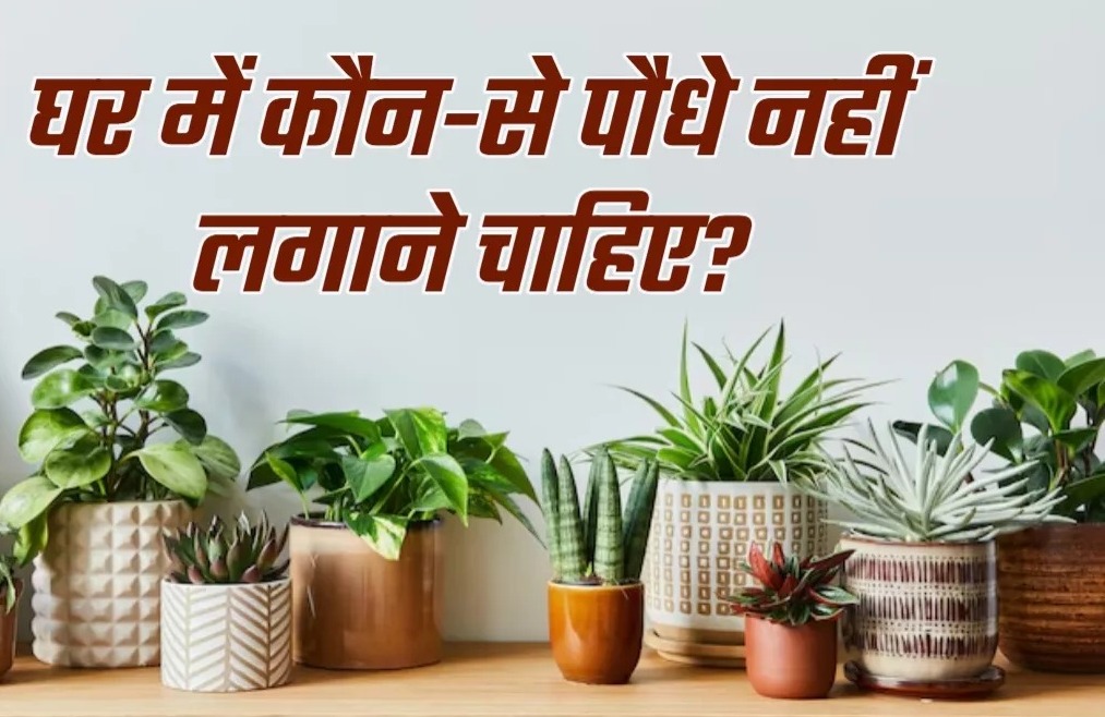 वास्तु टिप्स : पड़ जायेंगे लेने के देने घर में भूलकर भी ना लगाएं ये पौधे