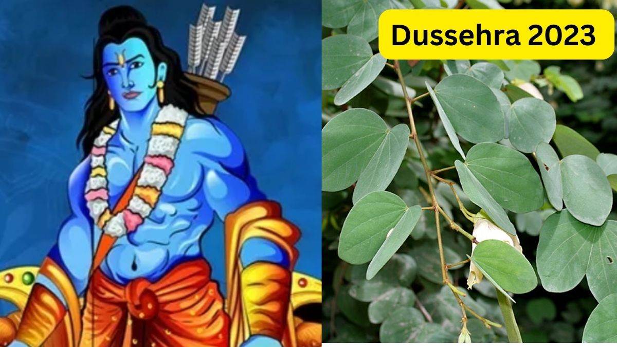 दशहरा जीतने के बाद इसलिए बांटी जाती है सोना पत्ती, ये है इन पत्तियों का धार्मिक महत्व