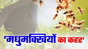 बालोद जिले में मधुमक्खियों का आतंक,15 मजदूरों को डंक मारकर किया घायल 