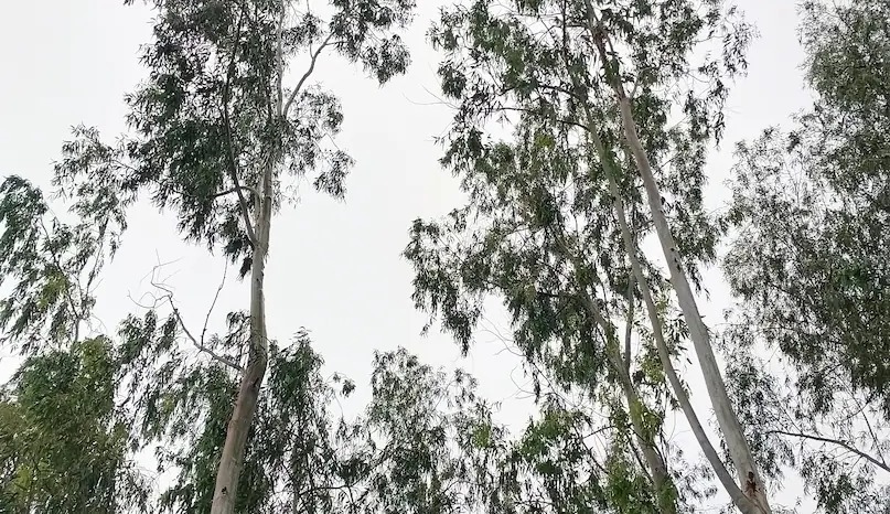 इस पेड़ को खेत की मेड़ पर लगाएं और कमाएं तगड़ा मुनाफा 
