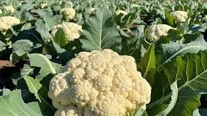 सब्जी खेती में बड़ा मुनाफा: फूलगोभी से किसानों की बदल रही तकदीर