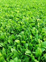ठंड का मौसम पालक की खेती के लिए सबसे बेहतर,किसानों की बनीं पहली पसंद