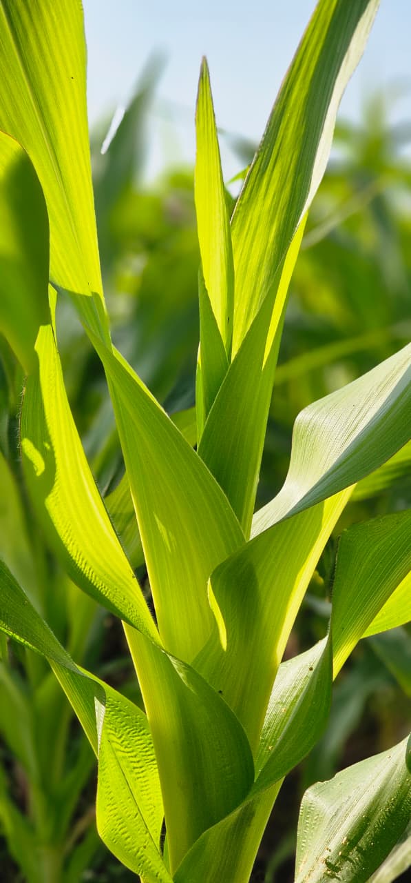 धन धान्य योजना के तहत विषमुक्त खेती की ओर कदम,जैविक मक्का उत्पादन से रचा सफलता का नया अध्याय