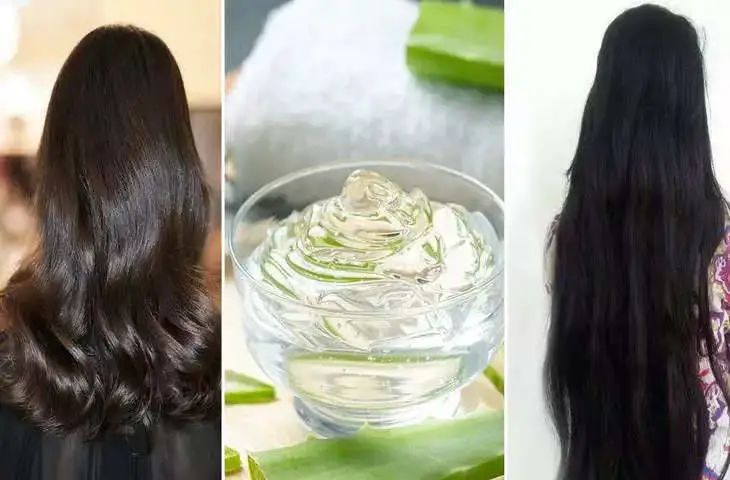 एलोवेरा के इस्तेमाल से लंबे और घने होंगे बाल जानिए कैसे करें इस्तेमाल?