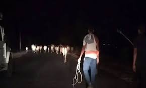 पुलिस ने मवेशी तस्करी के खिलाफ बड़ी कामयाबी हासिल की, 50 गायों का रेस्क्यू