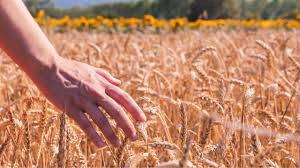 दिसंबर में बुवाई करें गेहूं की इन टॉप 3 वैरायटी की, होगा बपंर पैदावार,मिलेगा ज्यादा मुनाफा  