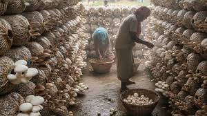  कम समय में अच्छा खासा मुनाफा : 25 दिनों में तैयार होती हैं मशरुम की यह किस्में 