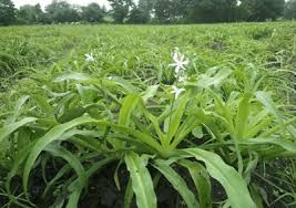 कम मेहनत, अधिक मुनाफा ,करें इस सफेद सोना की खेती होगा बंपर मुनाफा  