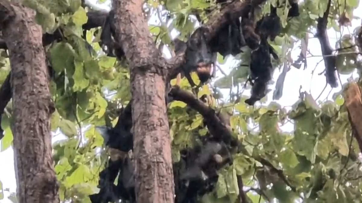 CG Heatwave: भीषण गर्मी से चमगादड़ों की मौत, प्रशासन ने पेड़ों पर कराया पानी का छिड़काव