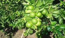 नींबू की खेती में कमाल, रस भी ज्यादा और पैदावार भी दोगुनी—जानें खास देसी तरीका